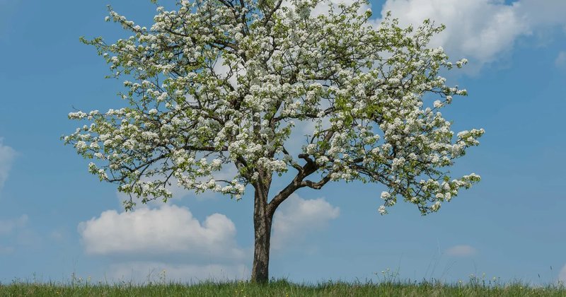 Sachbeschädigung an Obstbäumen: Belohnung für Hinweise