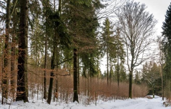 Fichten teilen den Wald mit vielen Arten