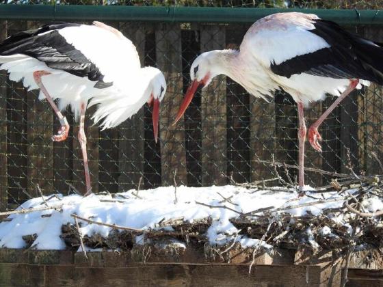 Wie manche Vögel auf die Eiseskälte reagieren