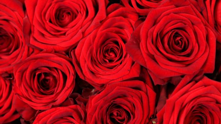 Rote Rosen und große Ängste