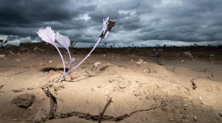 Dürre trotz Hochwasser - Warum Regen und Schnee gegen die Trockenheit nicht reichen