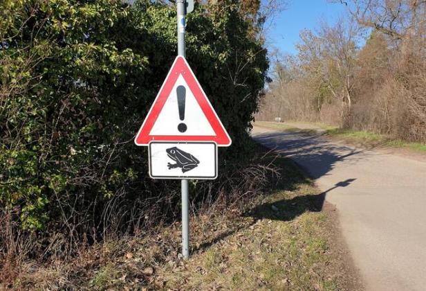Krötenwanderung bei frühlingshaftem Wetter